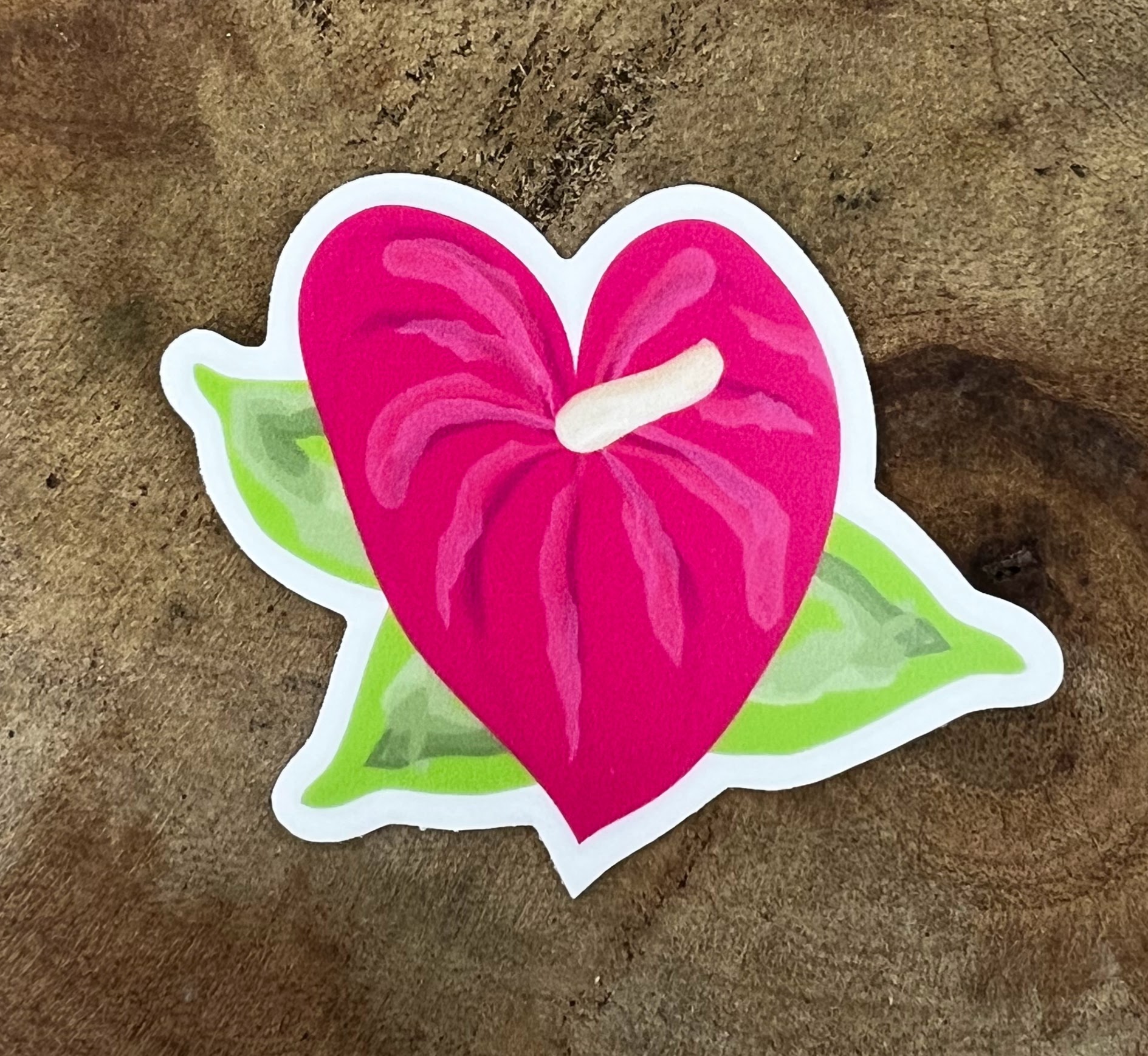 Hot Pink Anthurium